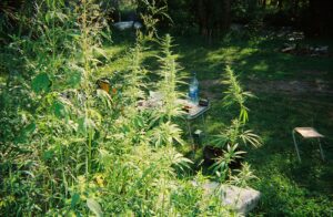 the-weed-of-the-altai